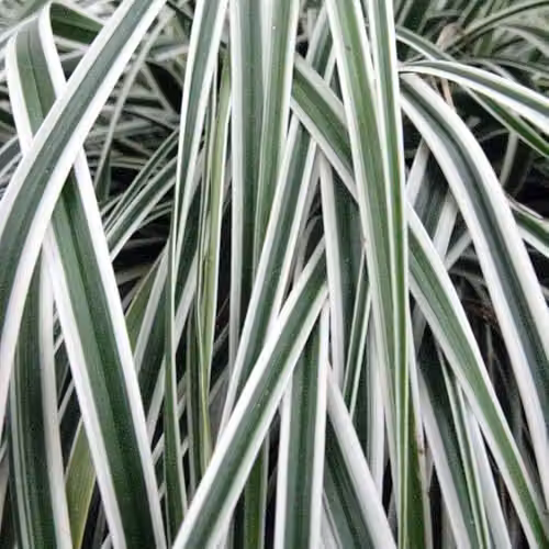 Thompson & Morgan Carex oshimensis Everest Variegated Evergreen Ornamental Grass, 9cm Pot – 2