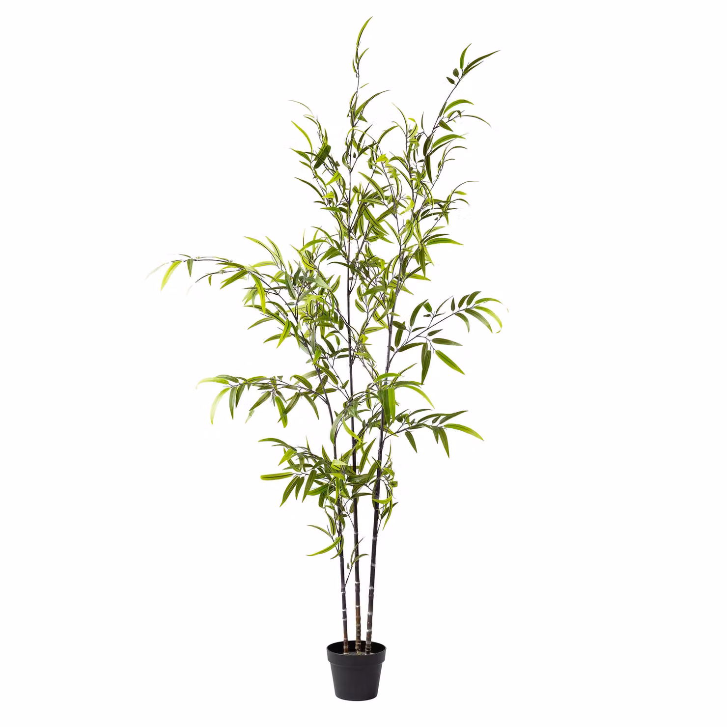Scottish Everlastings Ltd 190cm Real Touch KD Bamboo Tree in Green and Black – 2