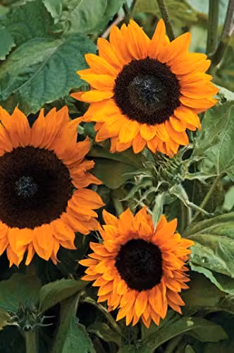 Johnsons Sunflower Copper Queen F1 Orange and Multicolour Flower Seeds – 3