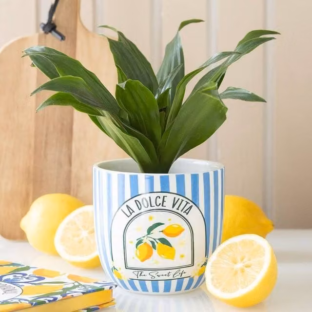 Uniqueful Blue Striped La Dolce Vita Ceramic Plant Pot, Small