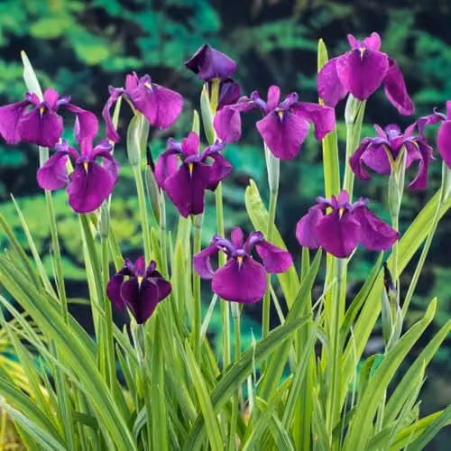 Thompson & Morgan Iris ensata Variegata Japanese Marginal Aquatic Plant, Purple and Green, 9cm Pot