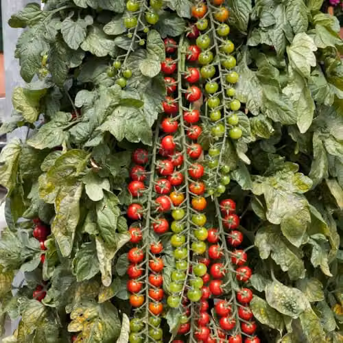 Thompson & Morgan Tomato Rapunzel F1 Sweet Cherry Tomato Seeds, Red, 1x Seed Packet – 2