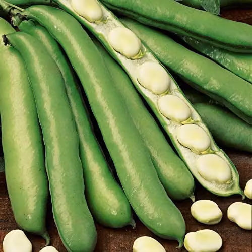 Thompson and Morgan Witkiem Broad Bean Seeds, White Seeded Fava Beans, 30 Seeds per Packet