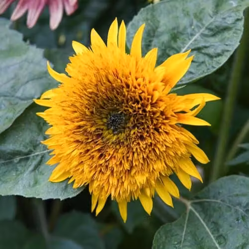 Thompson & Morgan Sunflower Fire Fox Hardy Annual Seeds with Fiery Red and Yellow Double Blooms, 12 Seeds