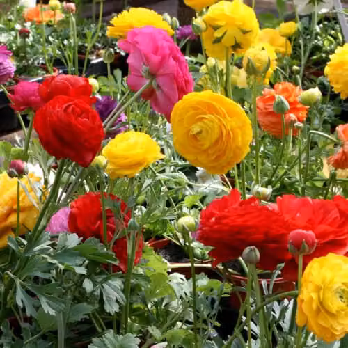 YouGarden Mixed Colour Ranunculus Bulbs, 50 Bulbs, Multicoloured Summer Flowering Bedding Bulbs – 2