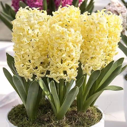 GreenBrokers Hyacinth Spring Flower Bulbs, Gipsy Princess Yellow, 10 x 10 g – 3