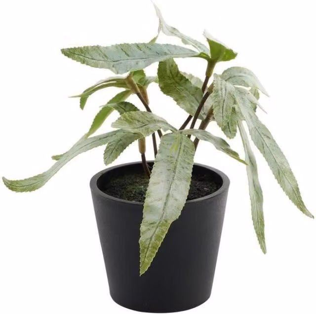KDMD Pteris Potted Green House Plant, 2 Pack, 13 cm