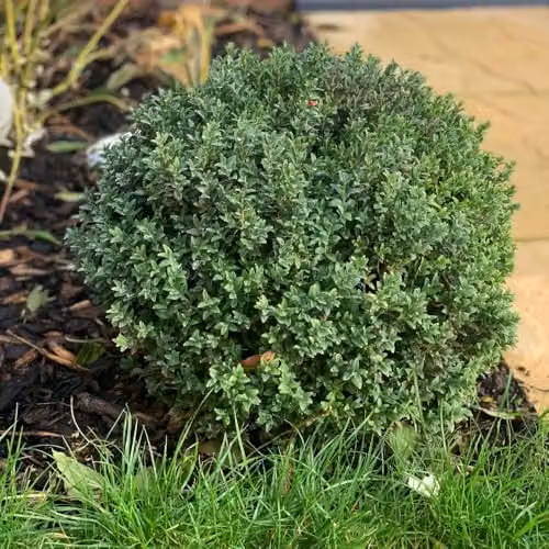 Thompson & Morgan Buxus sempervirens Hedge Box Evergreen Shrub, 1 Litre Pot, Green