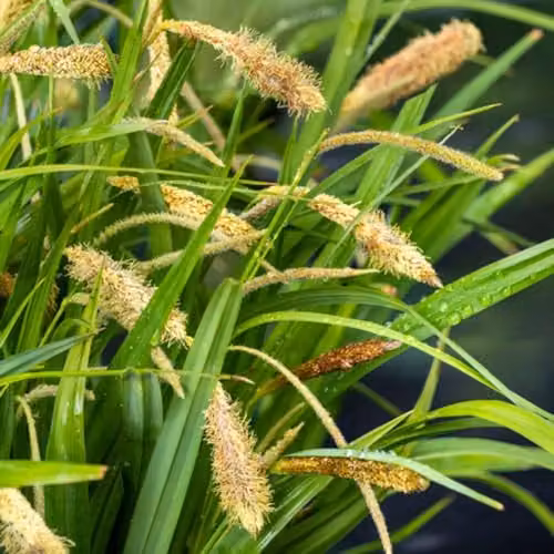 Thompson & Morgan Carex pendula Pendulous Sedge Marginal Aquatic Hardy Perennial, 3 x 9cm Pots – 3
