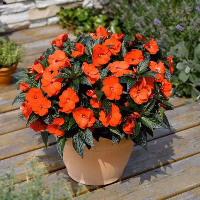 Marshalls Garden Busy Lizzie New Guinea Clockwork Orange and Dark Leaf Impatiens Bedding Plant, Orange