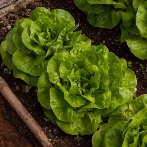 Thompson & Morgan Lettuce Brighton Winter Butterhead Seeds, 150 Seeds