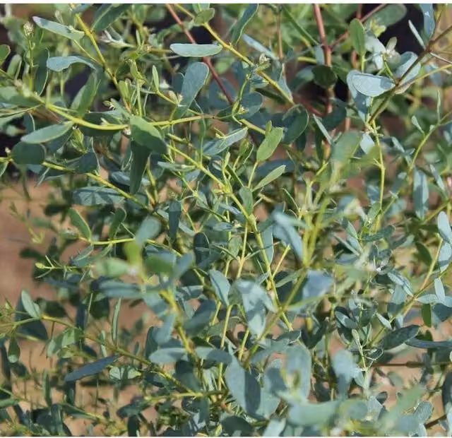 Directplants Eucalyptus French Blue Evergreen Tree, Blue