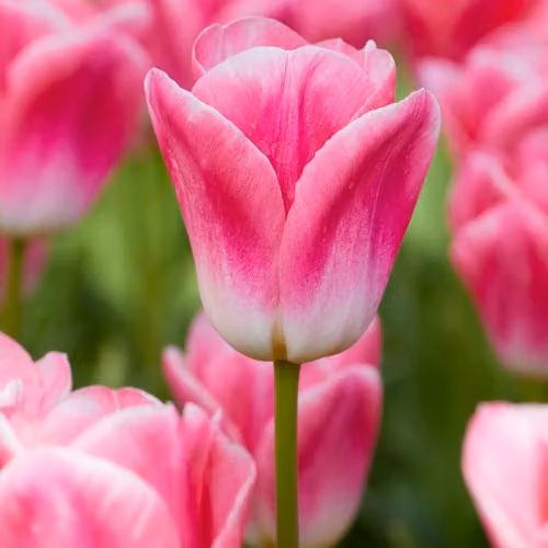 T&M Pink and White Tulip Dynasty Triumph Cut Flower Bulbs, 8 Bulbs