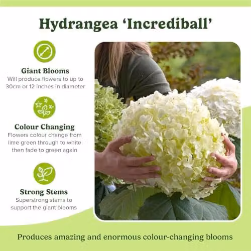 YouGarden Hydrangea Incrediball Ornamental Shrub with White Flowers in 3L Pot – 5