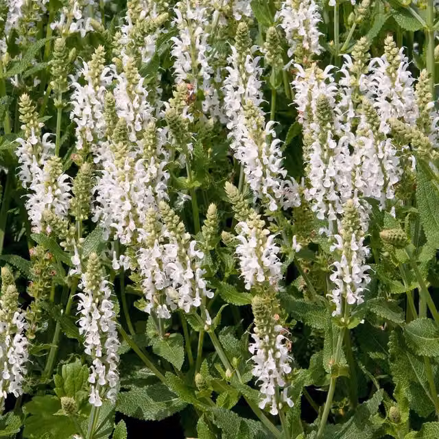 Marshalls Garden Salvia Lyrical White Perennial Plant, White