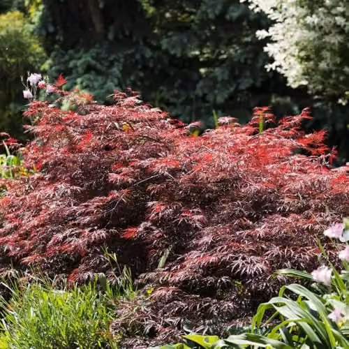 Thompson and Morgan Acer palmatum Emerald Lace Japanese Maple Ornamental Tree with Green and Red Foliage, 3 Litre – 3