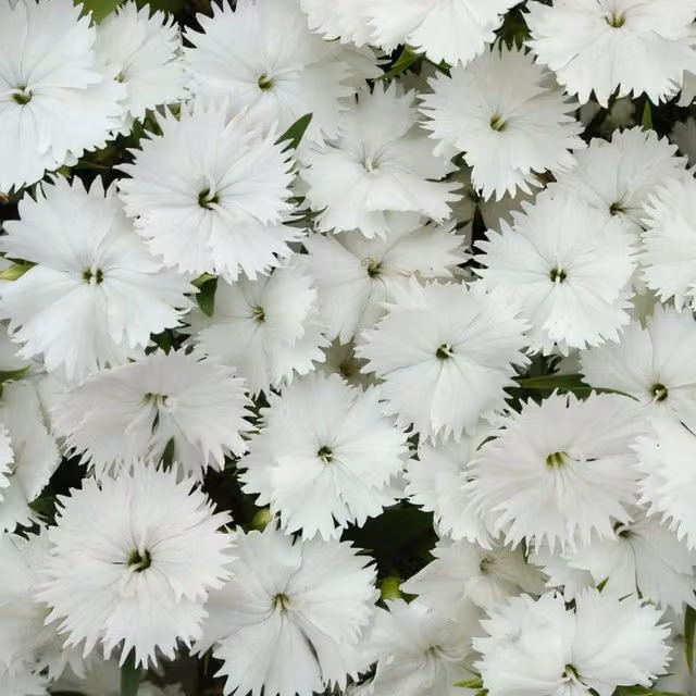 Plants by Post Dianthus Hardy White Fragrant Perennial Garden Plants, 2 x 1L Pots