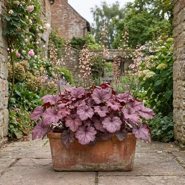 Plants by Post Heuchera Wild Rose Purple Coral Bells Perennial, 2L Pot