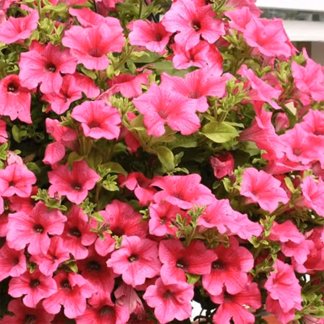 Plant Theory Set of 3 Surfinia Hot Pink Petunia Bedding Plants in 9cm Pots