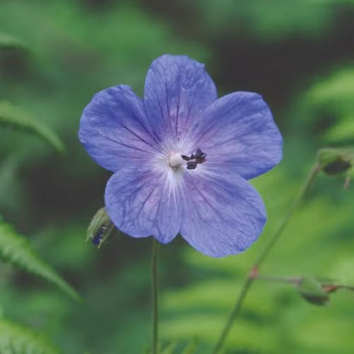 Thompson and Morgan Geranium himalayense Gravetye Hardy Perennial with Deep Purple-Blue Flowers, 2 x 9cm Pots