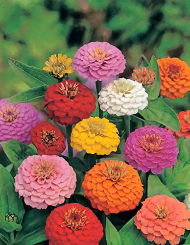 Johnsons Zinnia Sprite Mixed Multicolour Ornamental Flower Seeds – 3