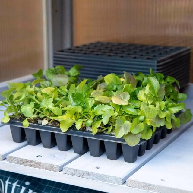 Marshalls Garden 48-Cell Plastic Seed Trays, Pack of 12, Black