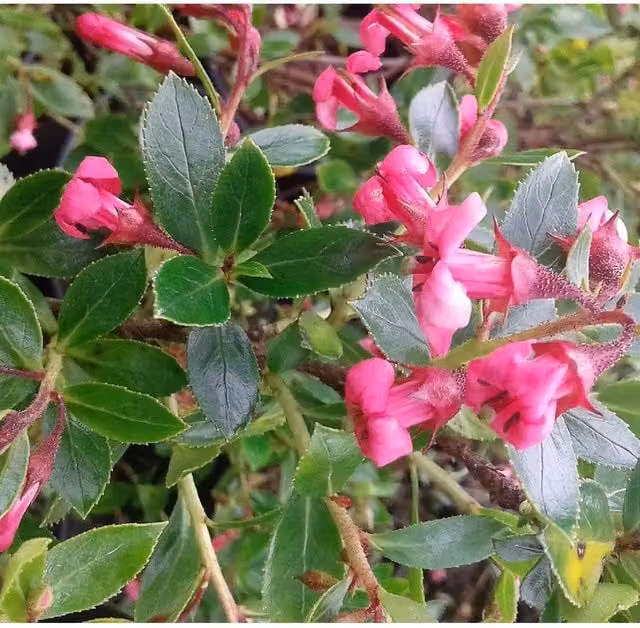 Direct Plants Escallonia Macrantha Rubra Pink Flowering Evergreen Shrub