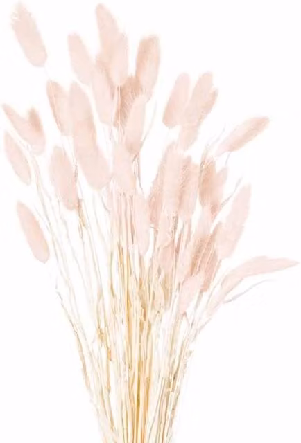 Lemon Pavilion Furniture and Decor Pale Pink Artificial Dried Bunny Tail Bunch of 40, H: 60 cm
