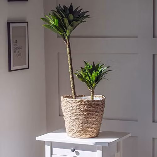 Thompson and Morgan Dracaena fragrans Compacta Compact Dragon Tree Indoor Houseplant, 5.5cm Pot