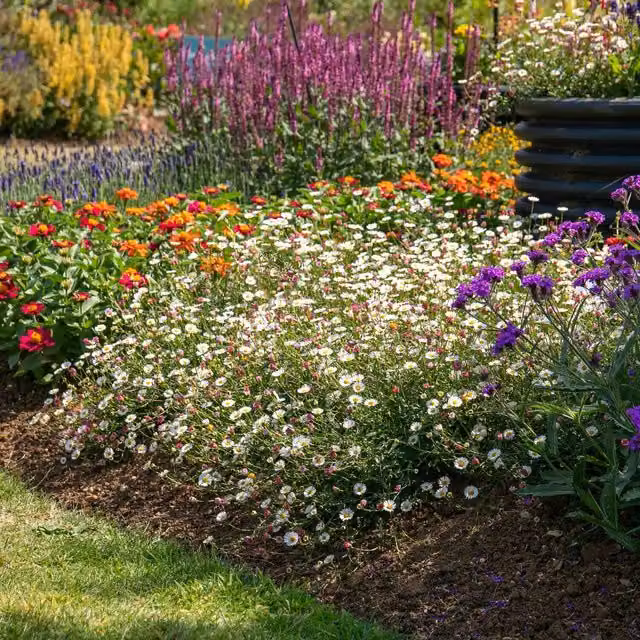 Marshalls Garden Erigeron Stallone Profusion Hardy Perennial Groundcover with White and Pink Daisies