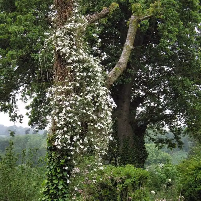 Plants By Post Clematis montana Grandiflora White Outdoor Climbing Plant