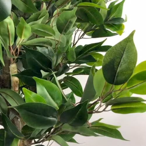 Leaf Design UK 110cm Artificial Evergreen Ficus Tree with Silver Curve Metal Planter in Green – 4