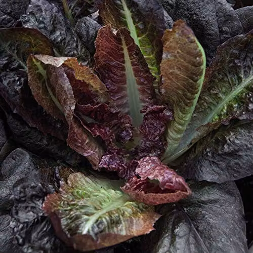 Thompson and Morgan Lettuce Intred Romaine Cos Seeds, 200 Seeds