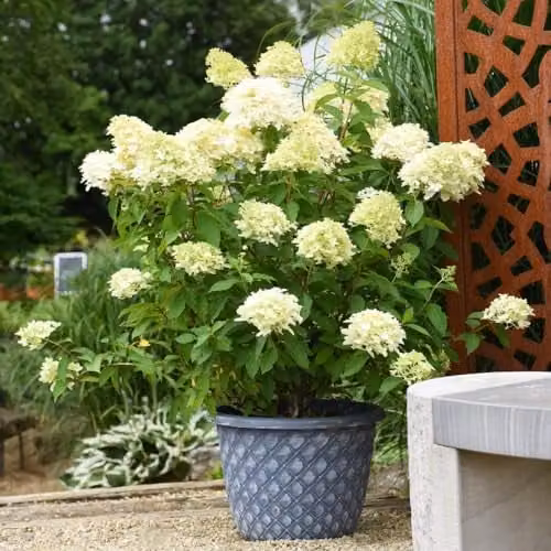 Thompson and Morgan Hydrangea paniculata Skyfall White Ornamental Shrub, 2 x 9cm Potted Plants