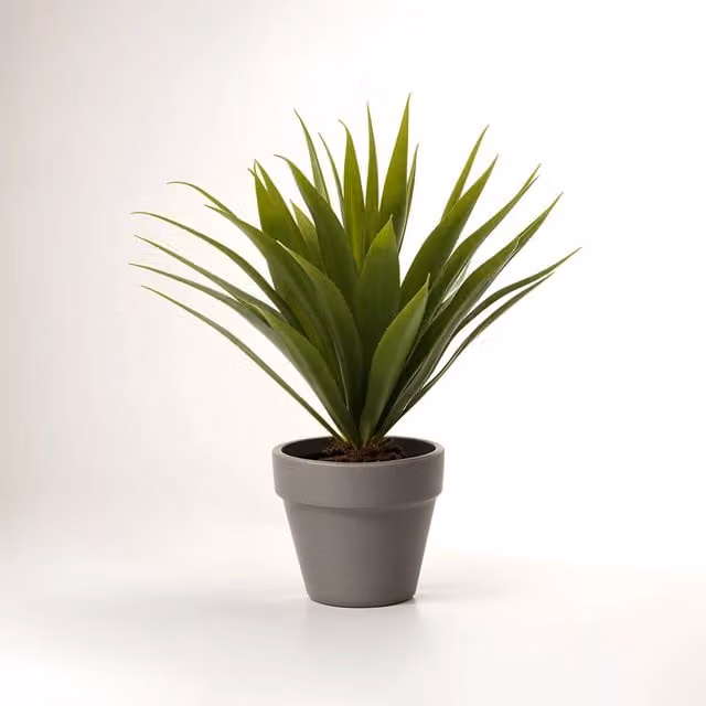 Fiori Agave Succulent in a Grey Concrete Effect Round Pot
