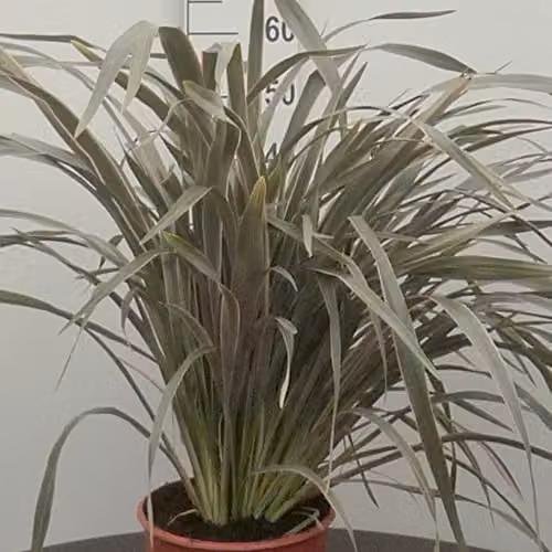 Thompson and Morgan Phormium Plant Pink Stripe New Zealand Flax Hardy Perennial in 7.5-Litre Pot