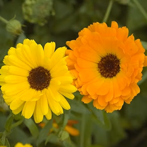 Thompson and Morgan Fiesta Gitana Mixed Calendula Seeds, Multicolour Hardy Annual Flower Seeds, Approx. 160 Seeds