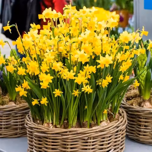 YouGarden Narcissus Tete a Tete Daffodil Bulbs, 100 Bulbs, Yellow – 2