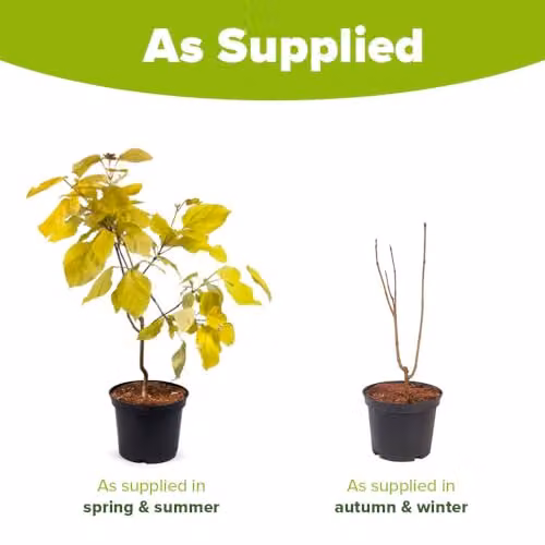 YouGarden Golden Indian Bean Tree Catalpa bignonioides Aurea Ornamental Plant in 5 Litre Pot – 5