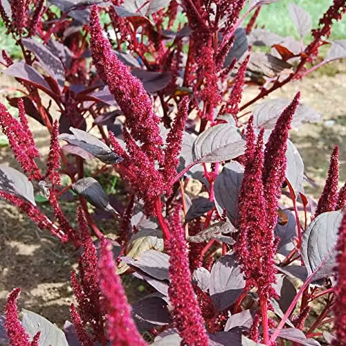 Thompson and Morgan Amaranthus Marvel Bronze Purple Amaranth Seeds, 500 Seeds