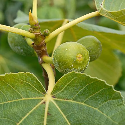 Thompson and Morgan Green Fig Ficus Carica Fruit Tree in 1 x 9cm Pot
