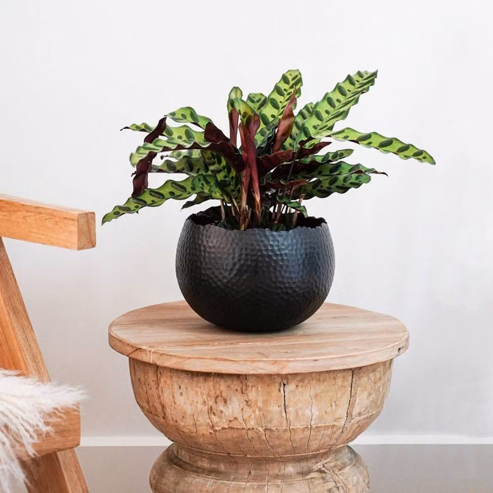 Lemon Pavilion Furniture and Decor Hammered Iron Planter Bowl, Black, W: 30 cm, D: 30 cm, H: 21 cm – 3