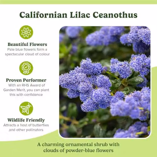 YouGarden Ceanothus Thyrsiflorus Ornamental Shrub, 3 x Established Plants in 9cm Pots, Blue and Green – 3