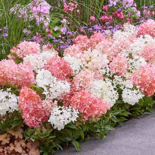 YouGarden Hydrangea Groundbreaker Blush, 3 x Established Pink and White Ornamental Shrubs in 14cm Pots – 2