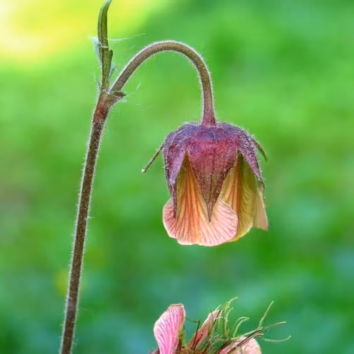 Thompson and Morgan Geum Rivale Water Avens Hardy Perennial Wildflower, Orange and Pink, 3 x 1 Litre Pots – 1