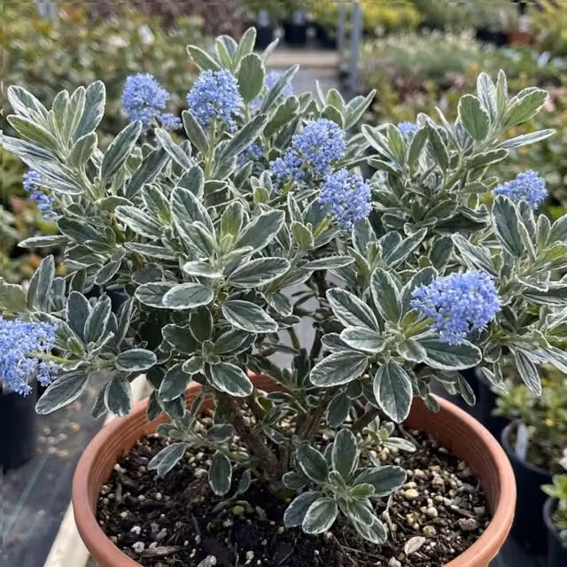 Plants By Post Ceanothus Cool Blue Variegated Ornamental Shrub, 3L Pot, Green, White and Blue