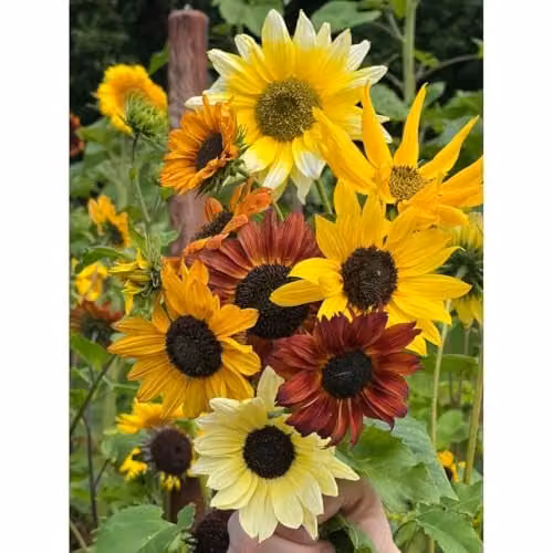 Thompson & Morgan Sunflower Beaches Mix Hardy Coastal Wildlife and Cut Flower Seeds, 40 Seeds, Multicolour