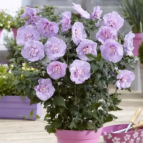 YouGarden Hibiscus Chiffon Lavender Ornamental Purple Shrub in a 3L Pot