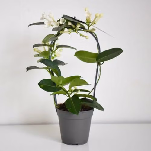 Thompson & Morgan Stephanotis floribunda on Hoop, 2x 12cm Potted Fragrant White Climbing Houseplants – 3