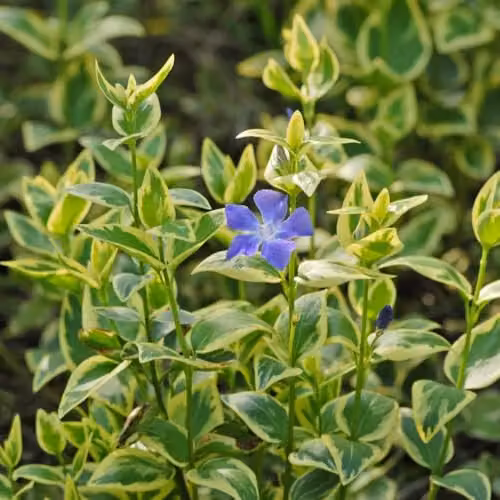 Thompson & Morgan Vinca Major Hardy Evergreen Periwinkle Ground Cover Plant with Blue Flowers, 2 x 9cm Pots